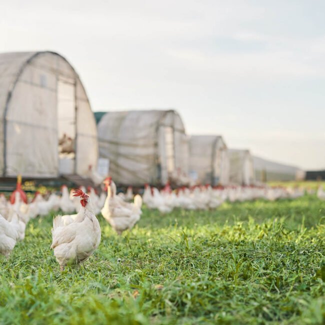 Home (new) a place for poultry to call home shot of chickens 2022 09 30 23 35 04 utc copy.jpg