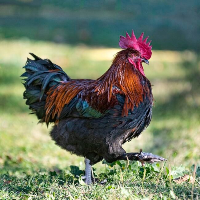Home (new) chicken in garden 2021 12 09 06 18 34 utc copy.jpg