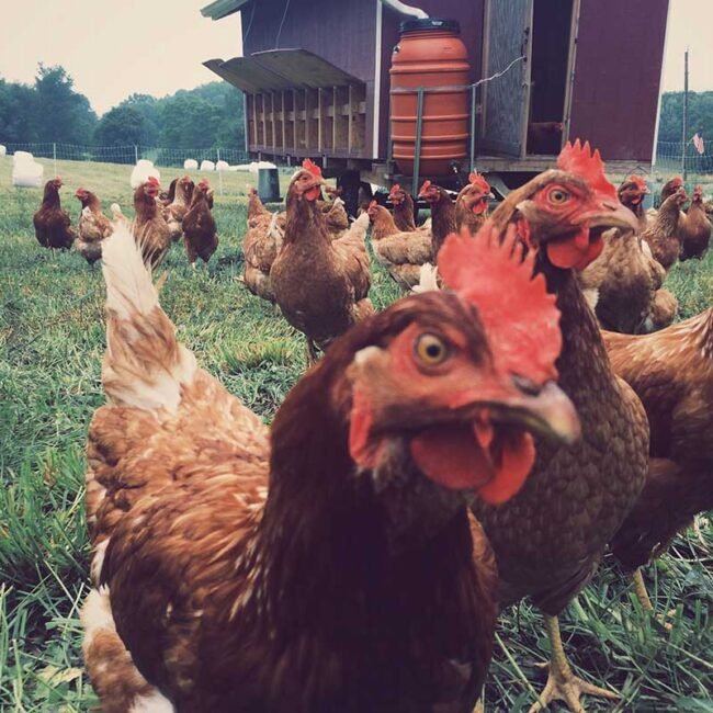 Home (new) chickens in an american farm 2021 10 16 16 18 26 utc copy.jpg