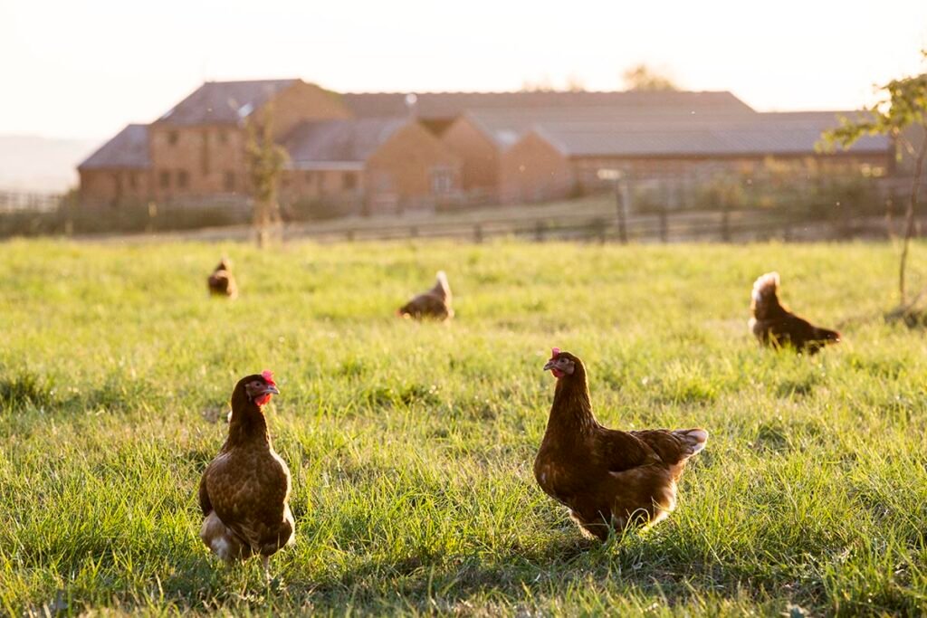 free range chickens outdoors in early morning ligh 2022 03 04 02 35 53 utc copy.jpg