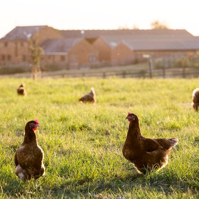 Home (new) free range chickens outdoors in early morning ligh 2022 03 04 02 35 53 utc copy.jpg