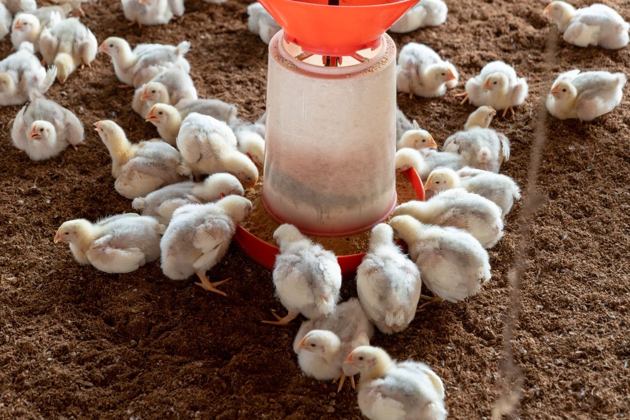 Services Broiler chickens gathered around a feeder on a poultry farm.