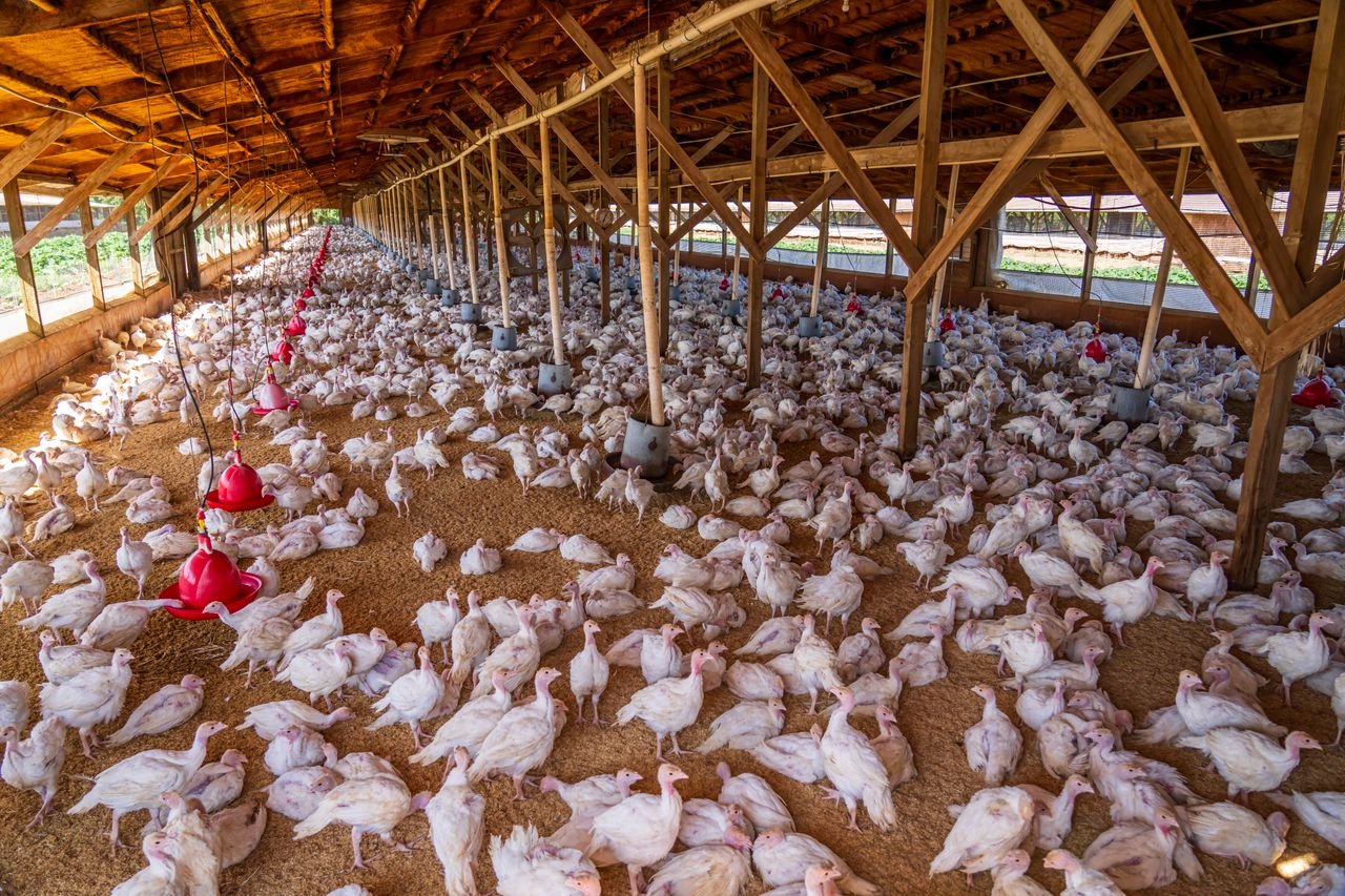 About Wide-angle view of chickens inside a large indoor poultry farm with natural lighting.
