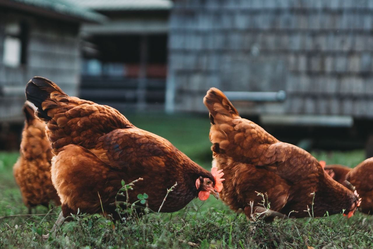 Services Brown hens pecking in grass on a rural farm, showcasing free-range lifestyle.