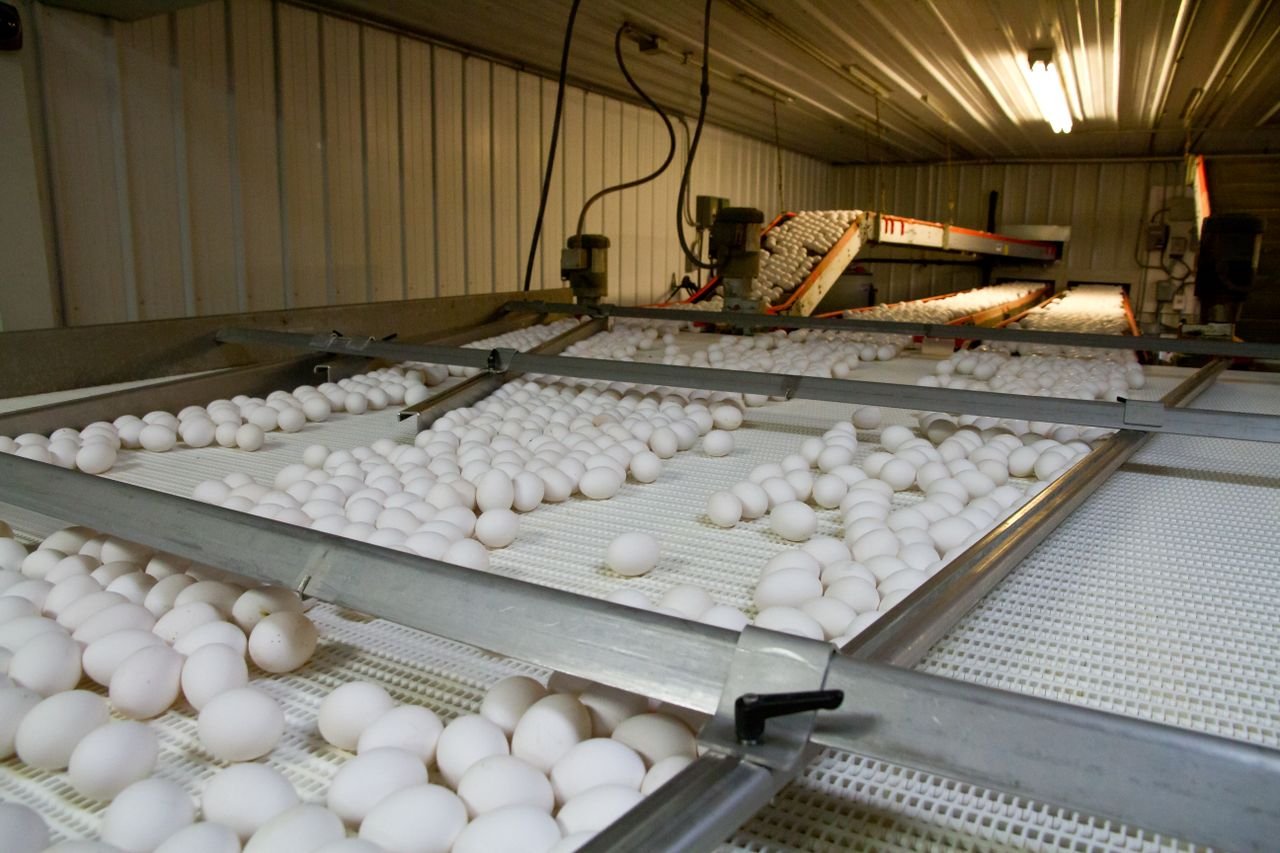 Services Automated egg sorting in a modern egg production facility, North Carolina.