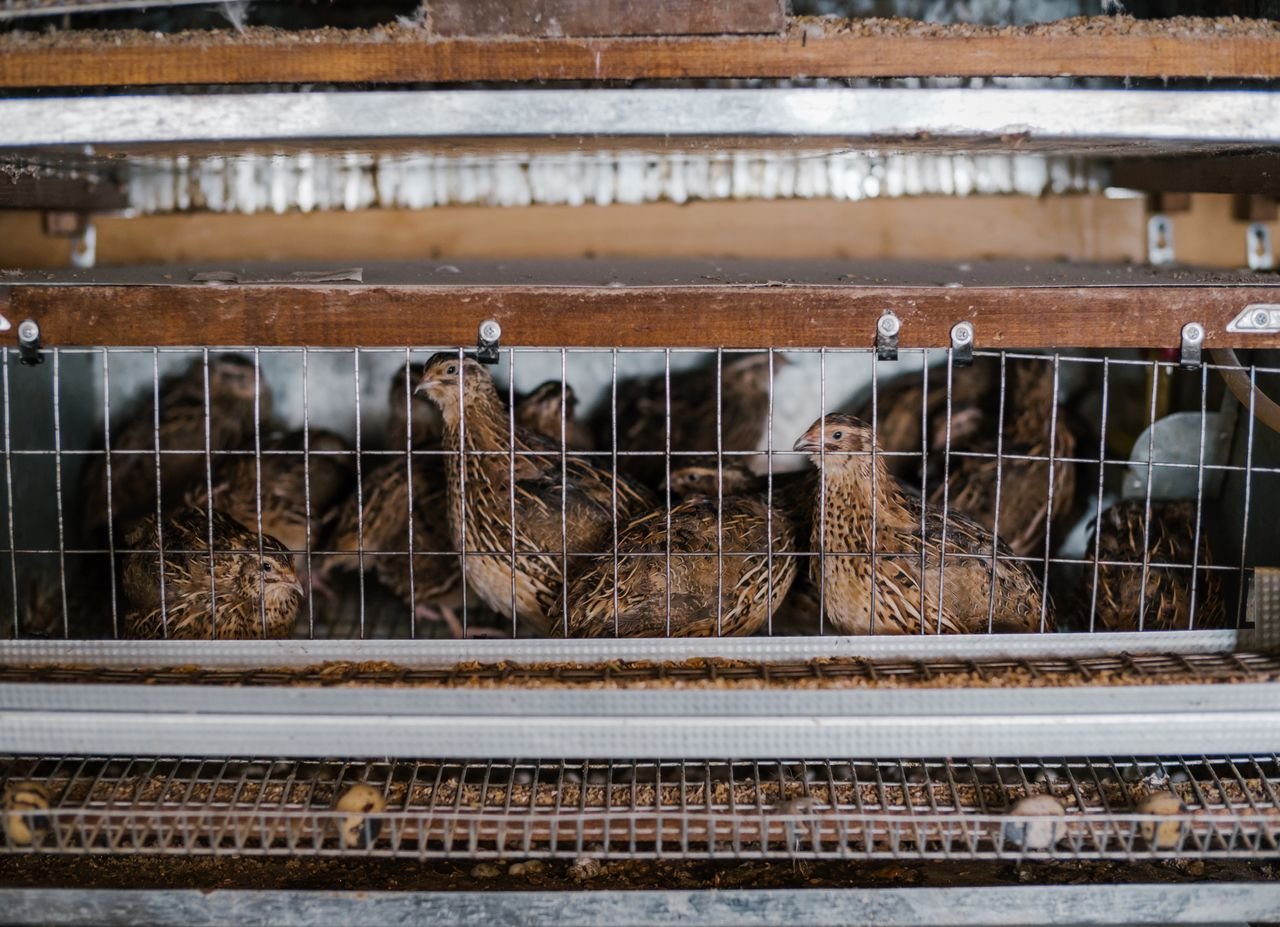 About Cute small quails laying eggs in tiny cage with metal racks on farm