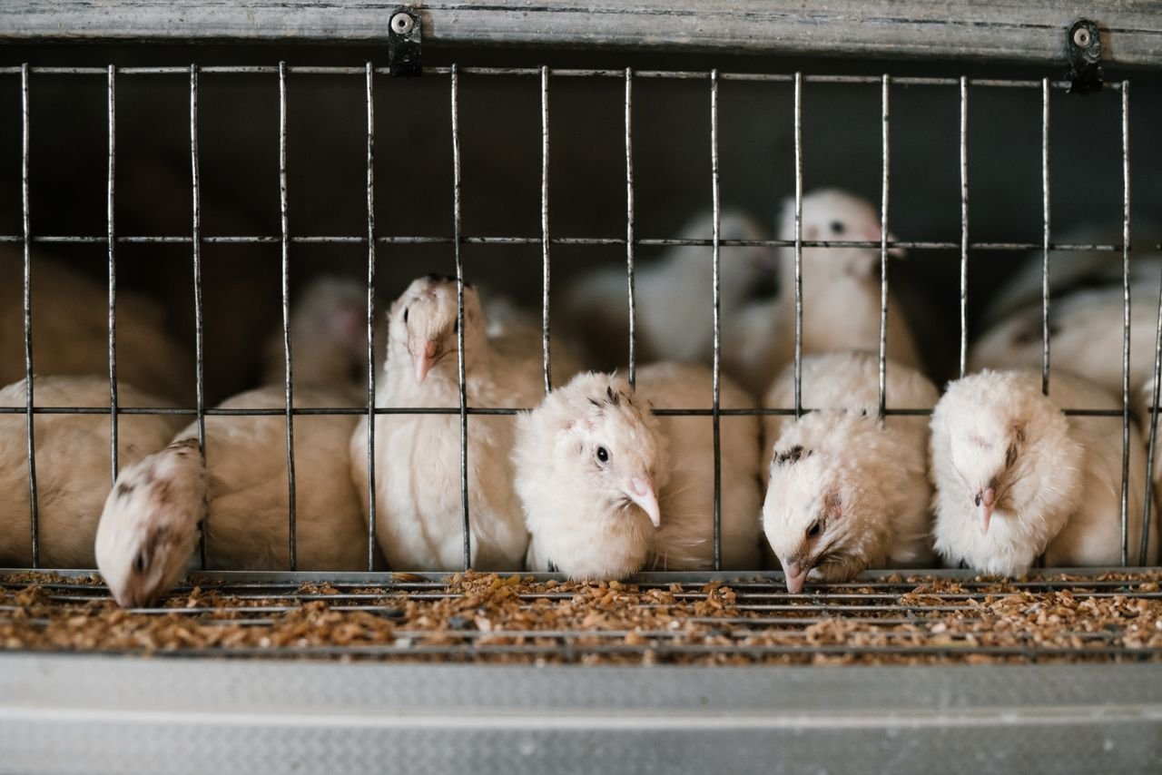 Services Cute white feathered quails eating from feeding system through cage at poultry farm
