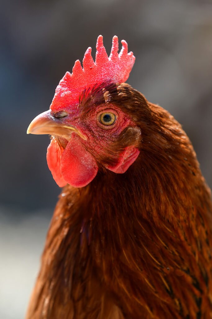 portrait chicken on the farm poultry concept 2022 04 09 07 45 17 utc copy.jpg