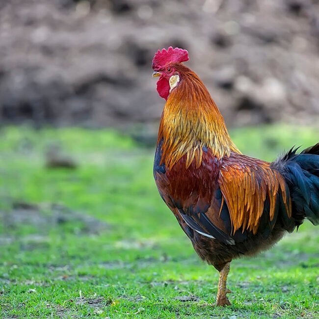 Home (new) rooster on the farm 2021 08 26 17 01 12 utc copy.jpg