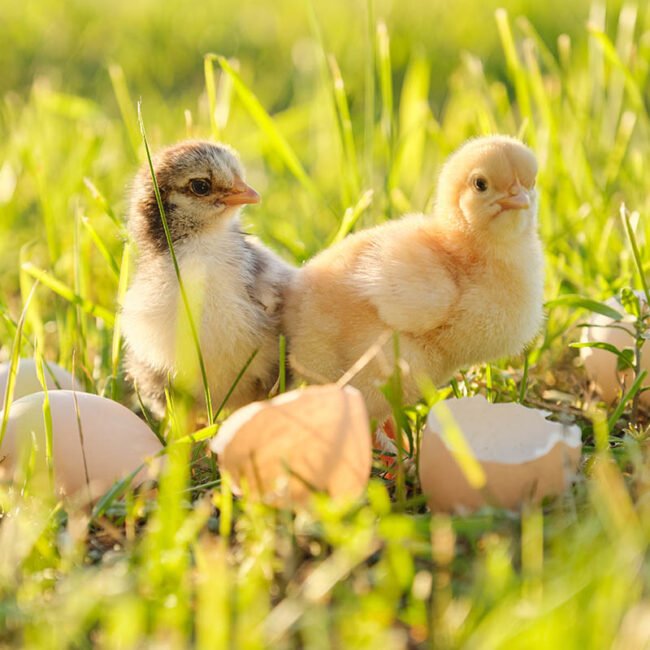 Home (new) two newborn chicken with cracked eggshell eggs su 2022 01 31 21 32 51 utc copy.jpg