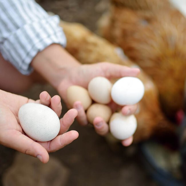 Home (new) woman farmer collecting fresh organic eggs on chic 2022 06 02 08 55 25 utc copy0.jpg