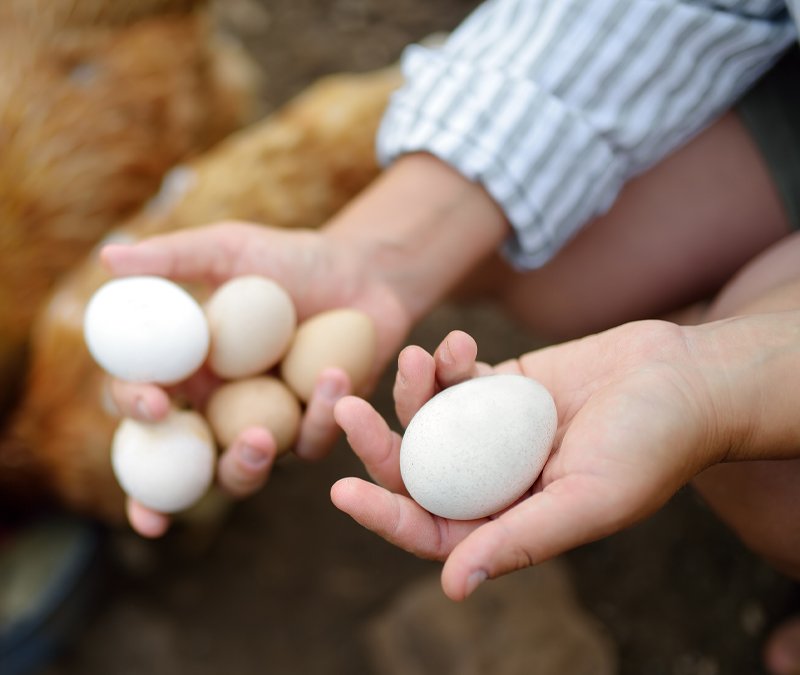 woman farmer collecting fresh organic eggs on chic 2022 06 02 08 55 25 utc.jpg